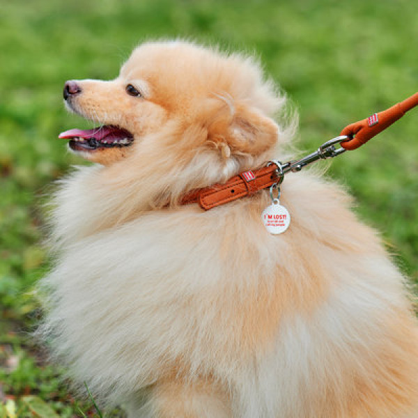 WauDog (ВауДог) Soft - Ошейник для собак кожаный круглый коричневый (Д 8 мм, Длин 20-25 см) XS2