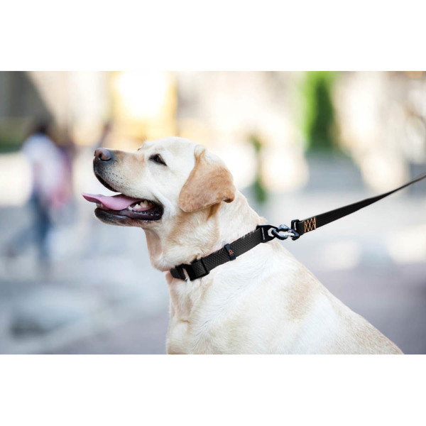 Collar (Цвет) Evolutor - Ошейник для собак водонепроницаемый, регулируемый, универсальный размер (Ш 25 мм, Д 25-70 см) черный S-XL