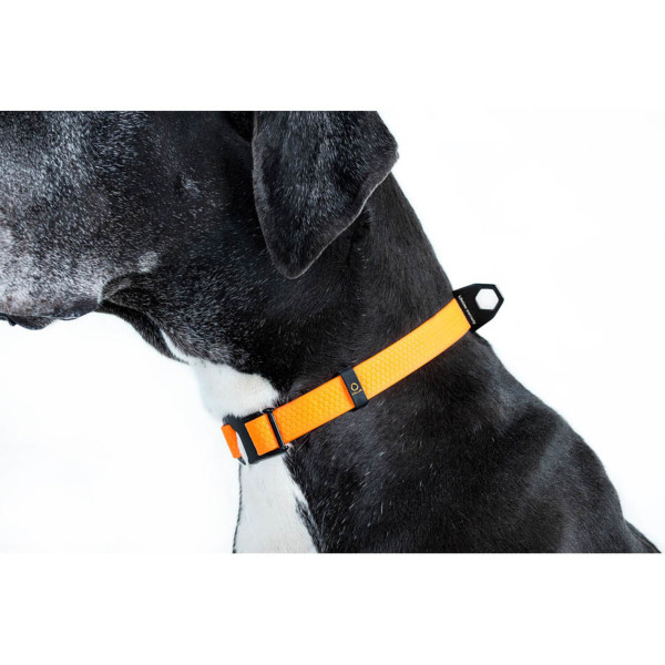 Collar (Цвет) Evolutor - Ошейник для собак водонепроницаемый, регулируемый, универсальный размер (Ш 25 мм, Д 25-70 см) оранжевый S-XL