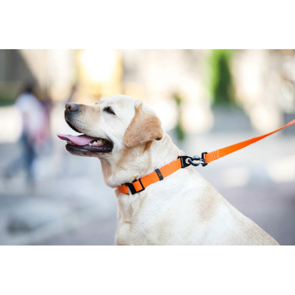 Collar (Цвет) Evolutor - Ошейник для собак водонепроницаемый, регулируемый, универсальный размер (Ш 25 мм, Д 25-70 см) оранжевый S-XL