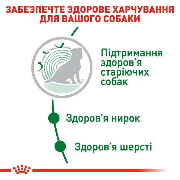 Royal Canin (Роял Канин) Mini Ageing +12 - Сухой корм для собак малых пород старше 12 лет 1.5 кг