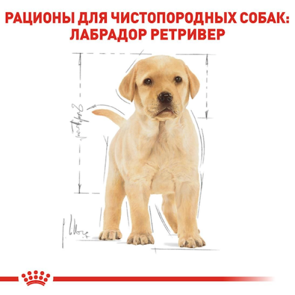 Royal Canin (Роял Канин) Labrador Retriever Puppy Poultry - Сухой корм для щенков породы лабрадор ретривер с мясом птицы 3 кг Royal Canin (Роял Канин) Labrador Retriever Puppy Poultry - Сухой корм для щенков породы лабрадор ретривер с мясом птицы 3 кг