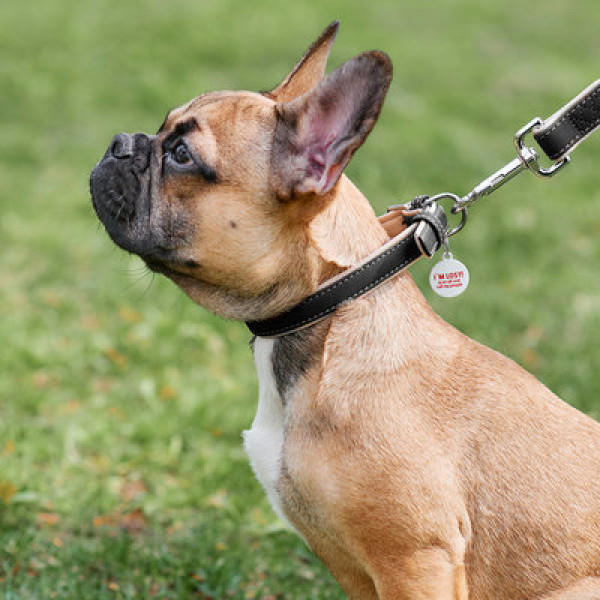 WauDog (ВауДог) Soft - Ошейник для собак кожаный черный (Ш 20 мм, Длин 30-39 см) M