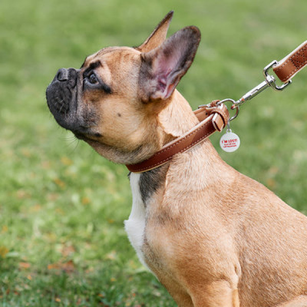 WauDog (ВауДог) Soft - Ошейник для собак кожаный коричневый (Ш 20 мм, Длин 30-39 см) M