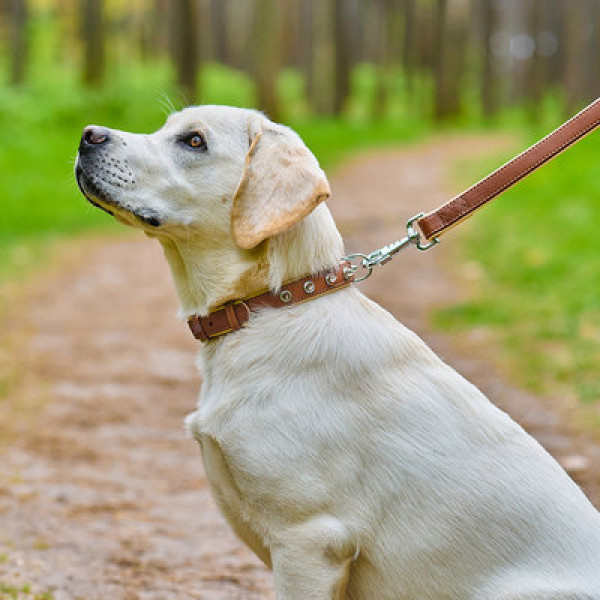 WauDog (ВауДог) Soft - Ошейник для собак кожаный с шипами коричневый (Ш 20 мм, Длин 30-39 см) M