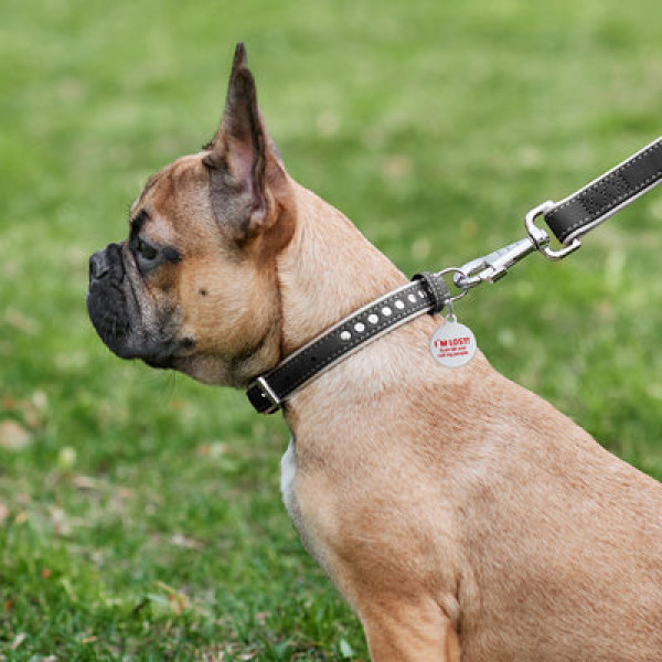 WauDog (ВауДог) Soft - Ошейник для собак кожаный с металлическими украшениями черный (Ш 15 мм, Длин 27-36 см) S