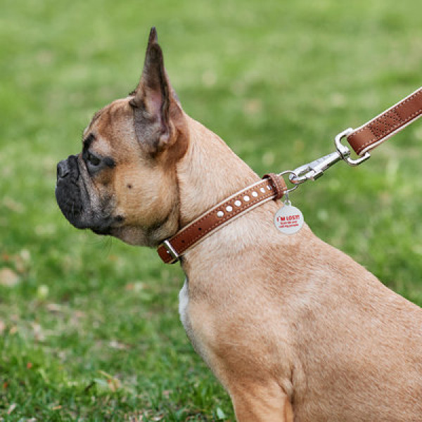 WauDog (ВауДог) Soft - Ошейник для собак кожаный с металлическими украшениями коричневый (Ш 15 мм, Длин 27-36 см) S