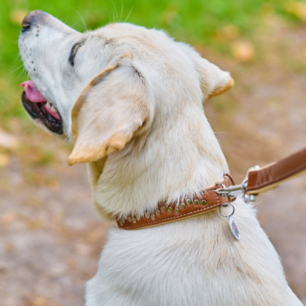 WauDog (ВауДог) Soft - Ошейник для собак кожаный с металлическими украшениями коричневый (Ш 25 мм, Длин 38-49 см) L