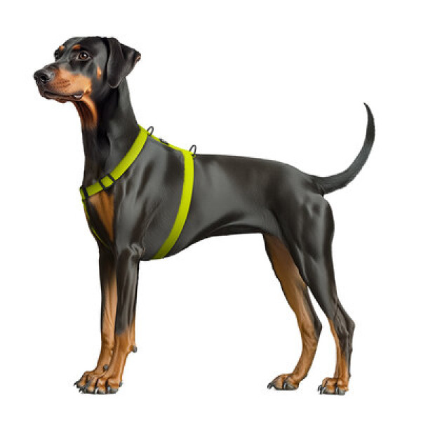 WauDog (ВауДог) Magnet - Шлея для собак анатомическая водостойкая с магнитной пряжкой лимонная (Ш 25 мм, А 50-85 см, В 61-100 см) L