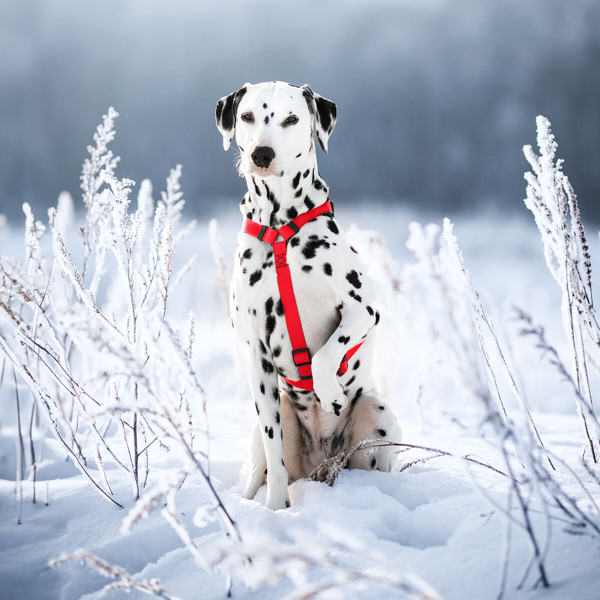 WauDog (ВауДог) Waterproof Red - Шлей для собак анатомическая Н-образная водостойкая красная (Ш 20 мм, А 40-66 см, В 50-80 см) M