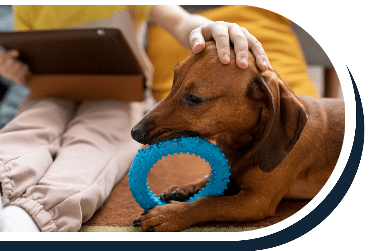 купити товари для тварин