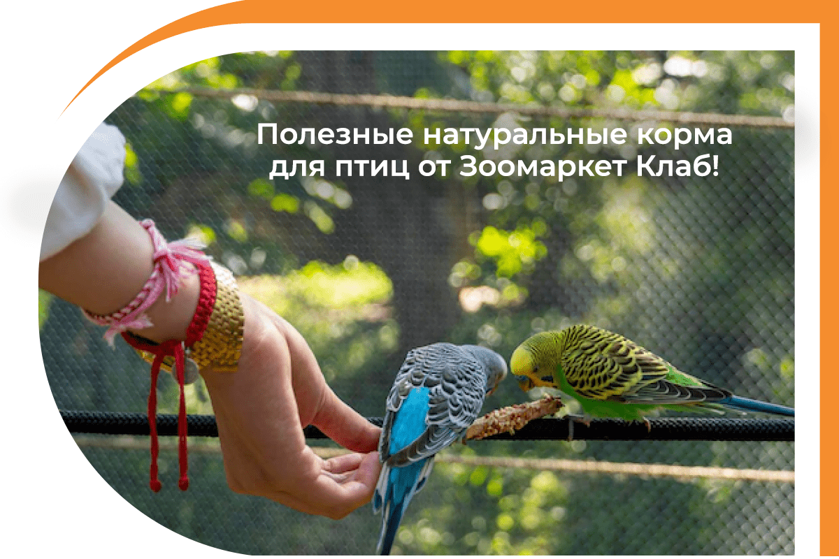 купить корм для попугаев зоомаркет