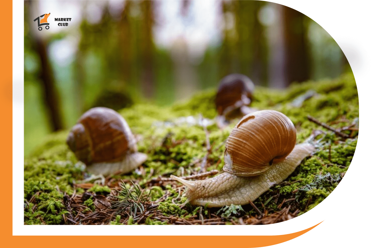 товари для земноводних в зоомаркеті