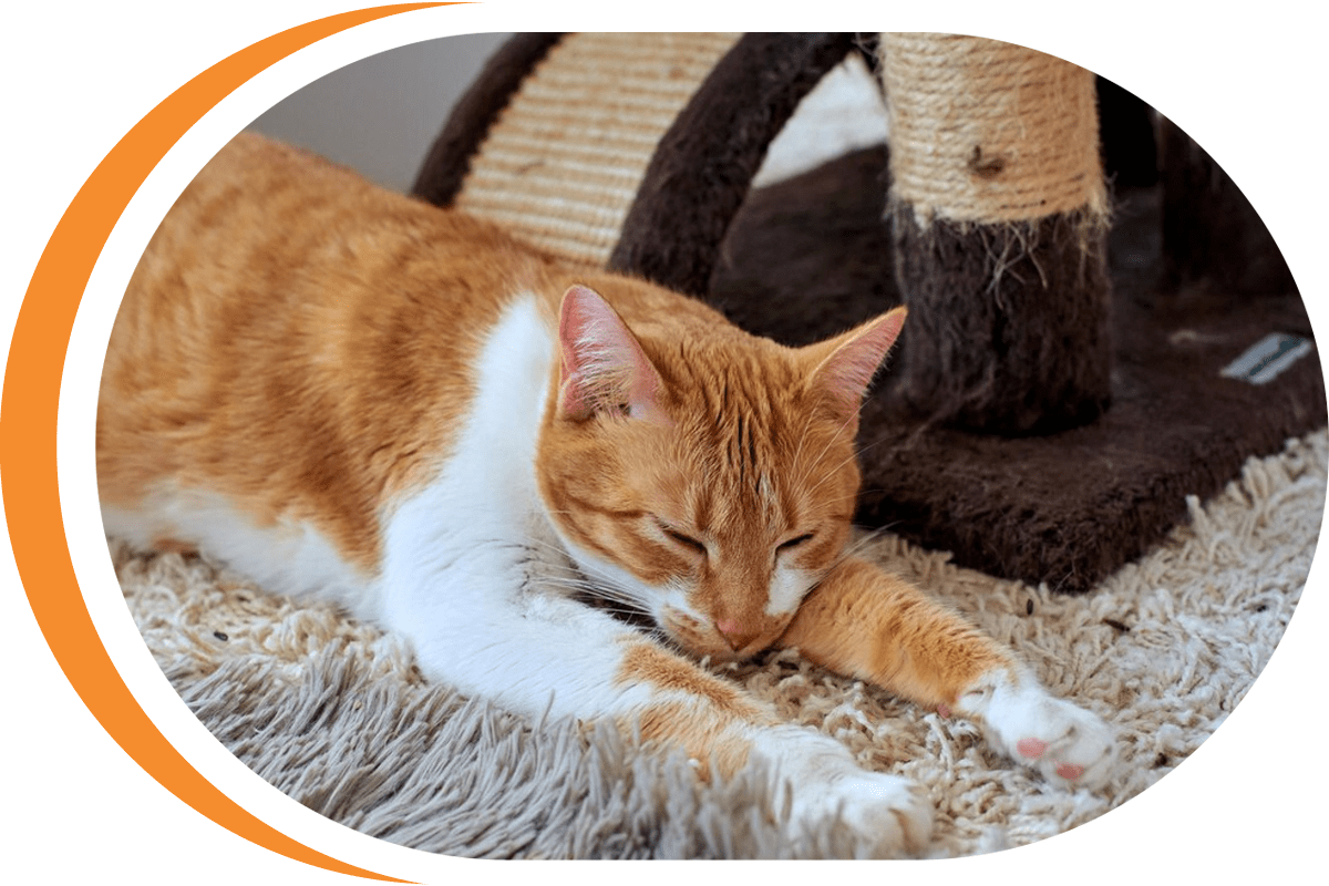 сухе харчування для котів 