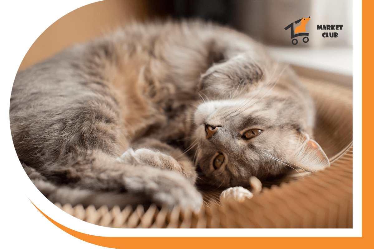 товари для домашніх улюбленців від зоомаркет 